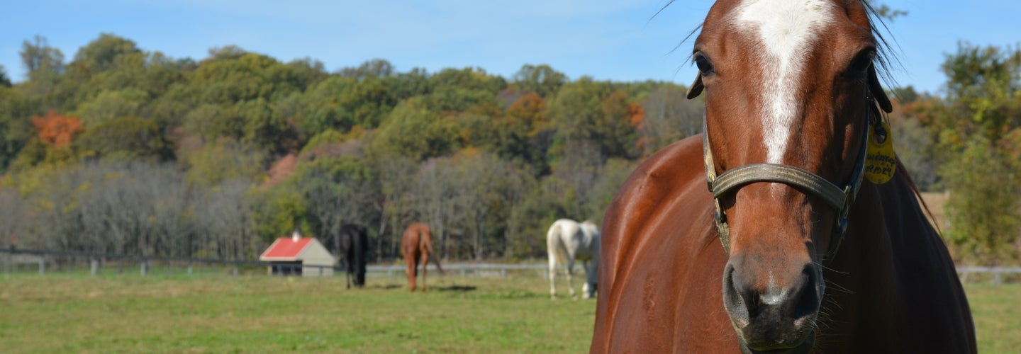 herd of horses in a field