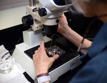 A person using a microscope to look at something