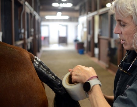 A person is grooming a horse in a stable