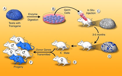 Testis spermatogonial stem cell transplantation method