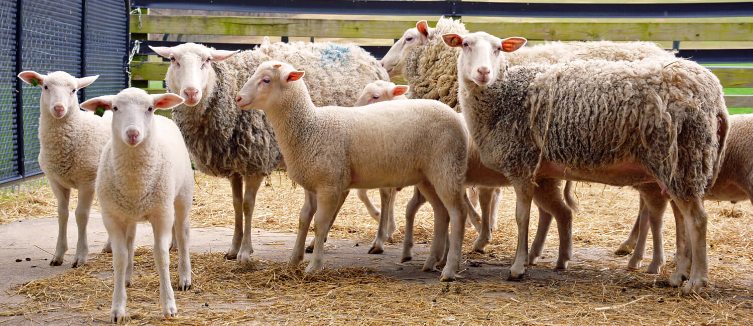 sheep