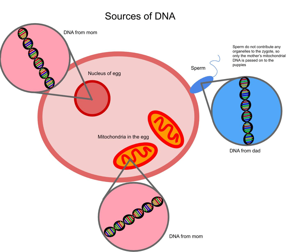 Sources of DNA