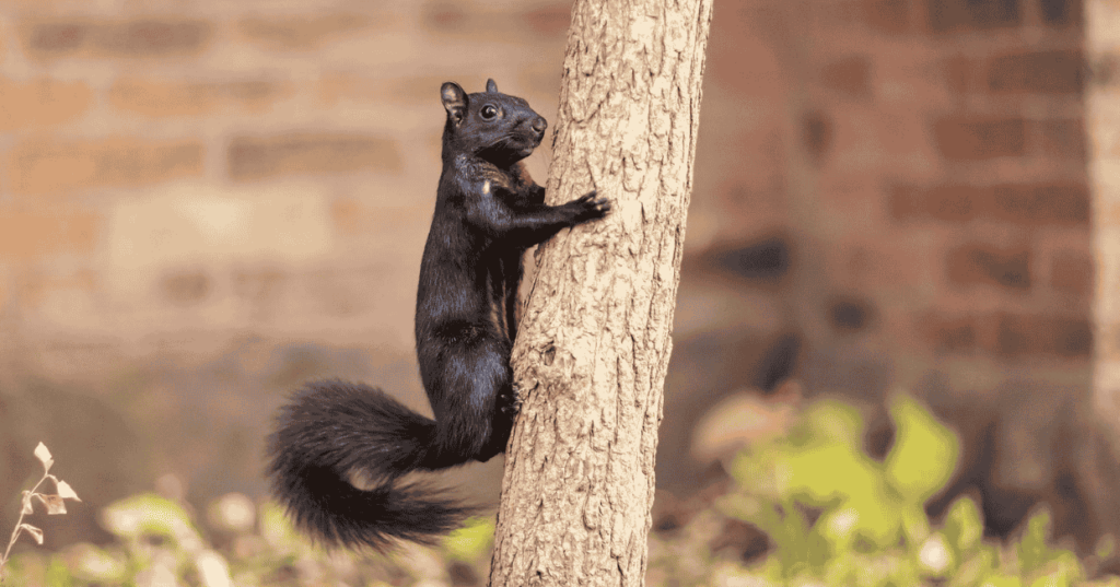 A black squirrel on a tree.