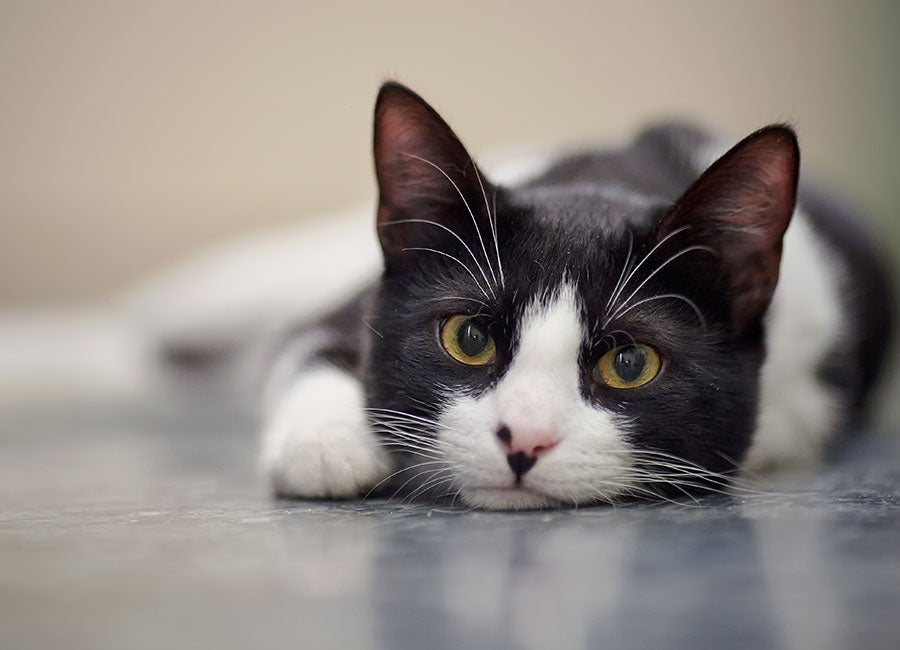Tuxedo Cat