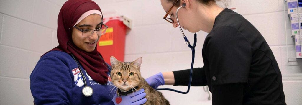 Two Students Examine a Cat