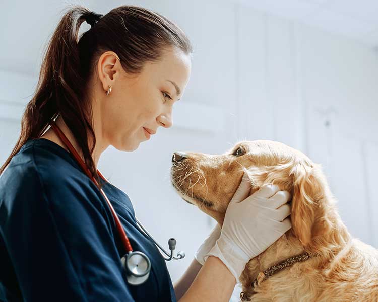 Vet With Dog