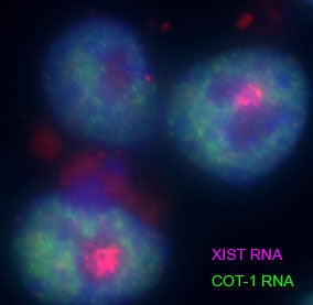 RNA FISH analysis