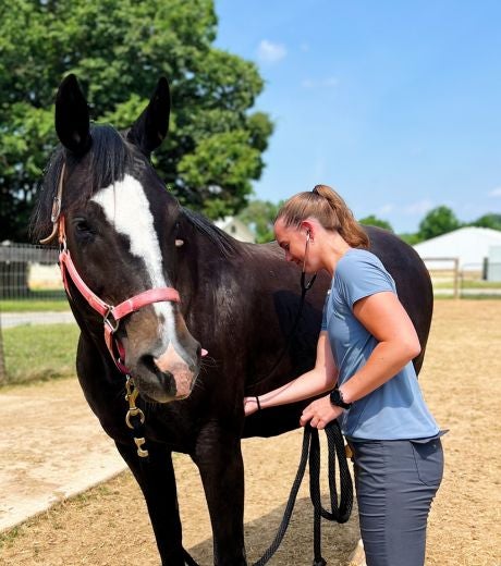a person petting a black and white horse