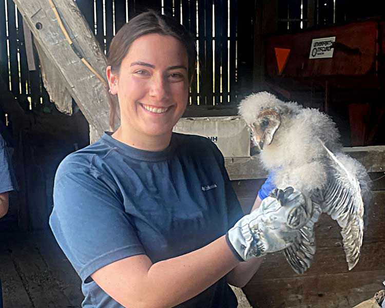 Barn Owl Banding