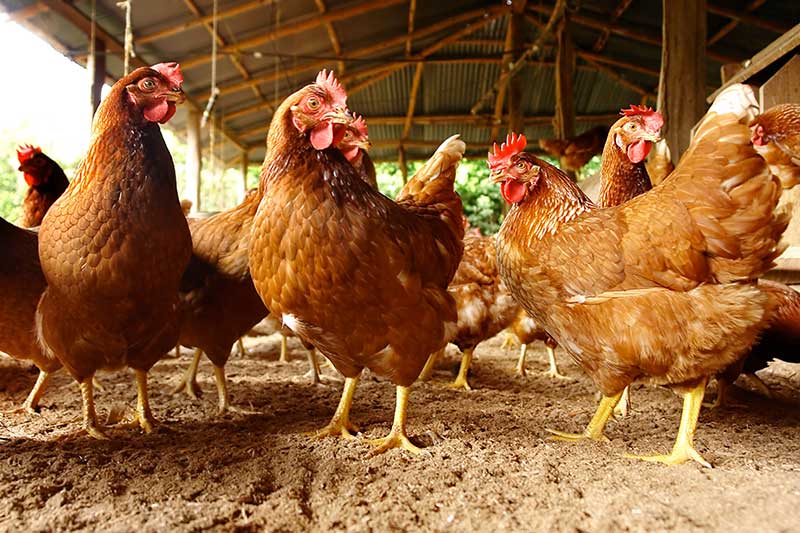 Chickens