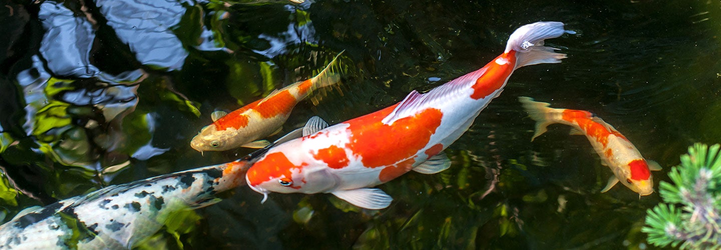 koi in pond