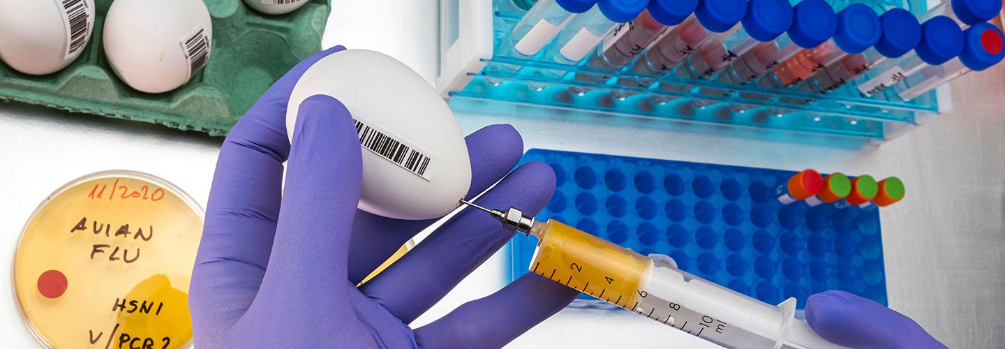 testing eggs for avian flu