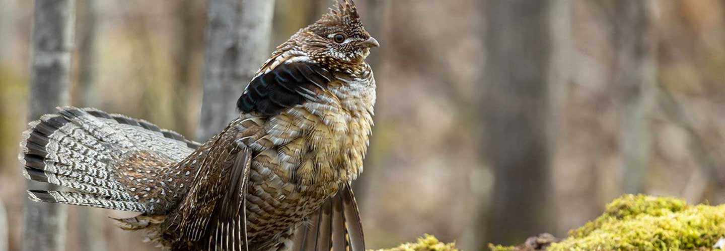 Ruffed Grouse