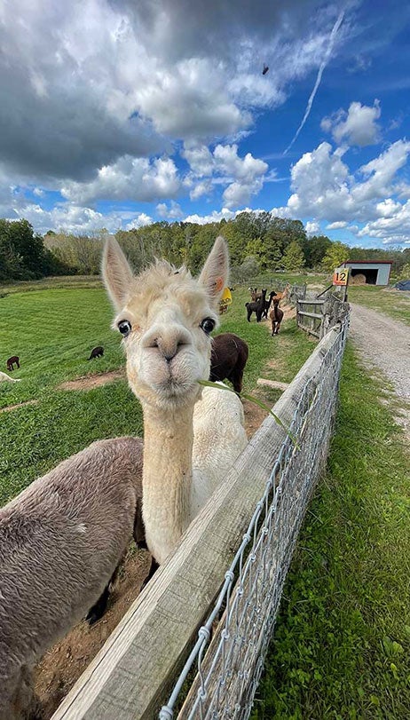 alpaca farm