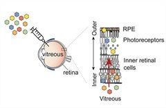 Beltran Rna Sequencing