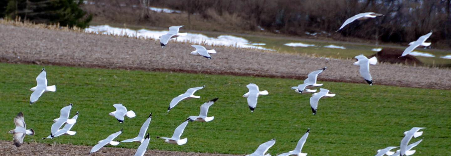A flock of snow geese.