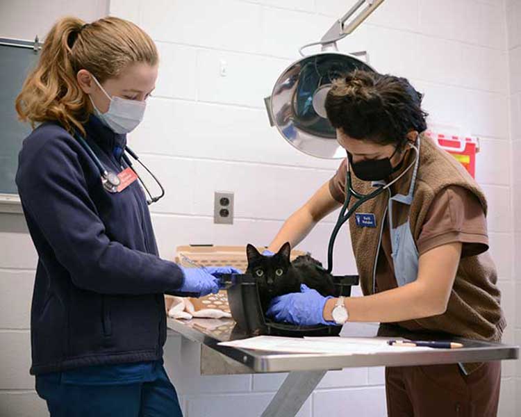 Black Cat Exam