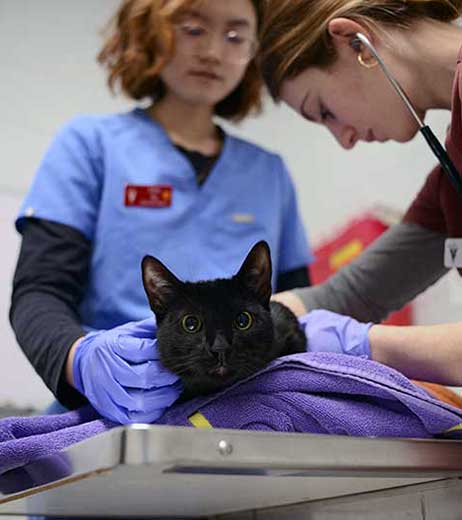 Black Cat Exam