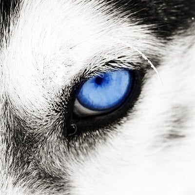Canine Eye