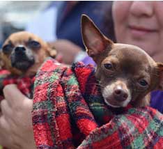 Chihuahuas Pets For Life