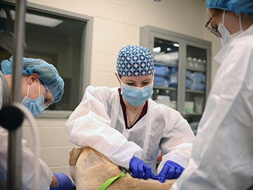 dog receiving care at Penn Vet