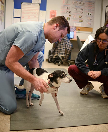 A person in scrubs holding a dog.