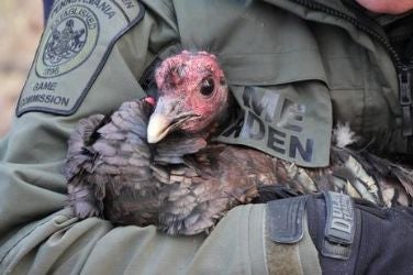 Holding A Bird