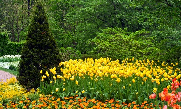 colorful tulips and other flowers in a garden
