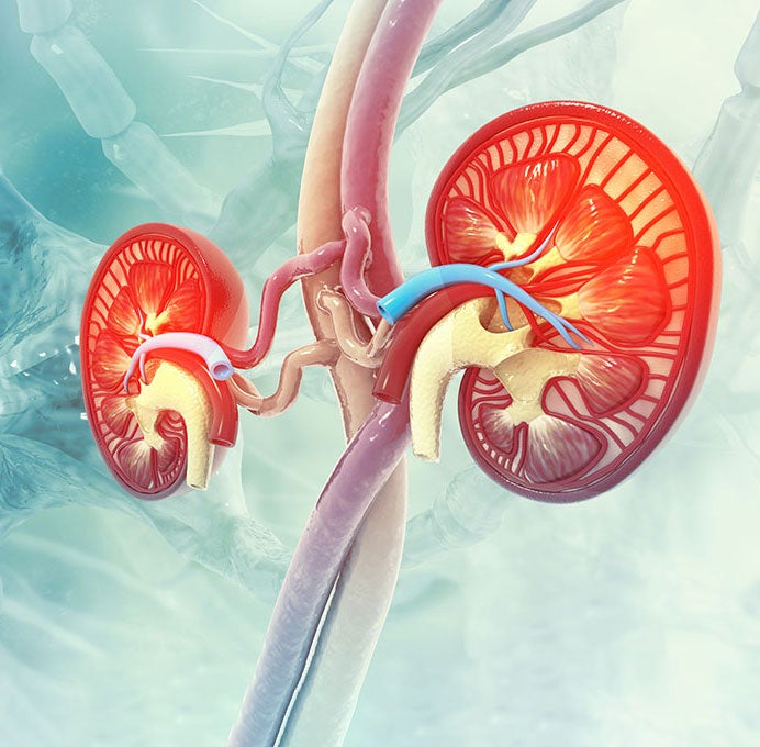 Kidney Illustration