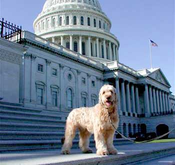 Lancelot at the Capitol