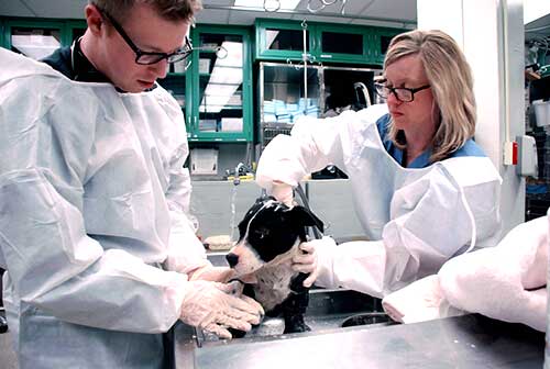 Lichter Dogs Exam