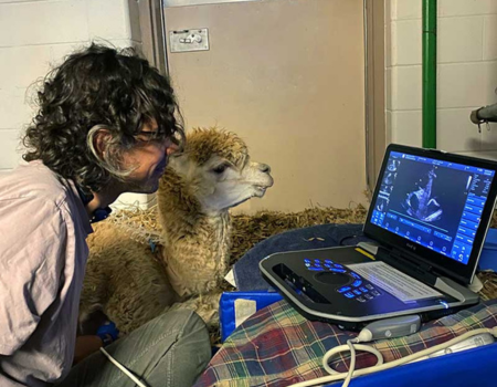 A person sitting with a llama.