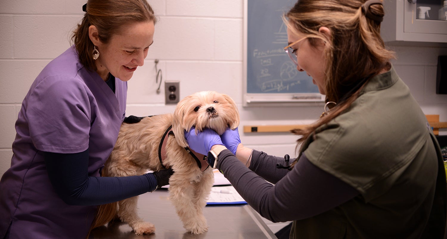 A small dog is examined.
