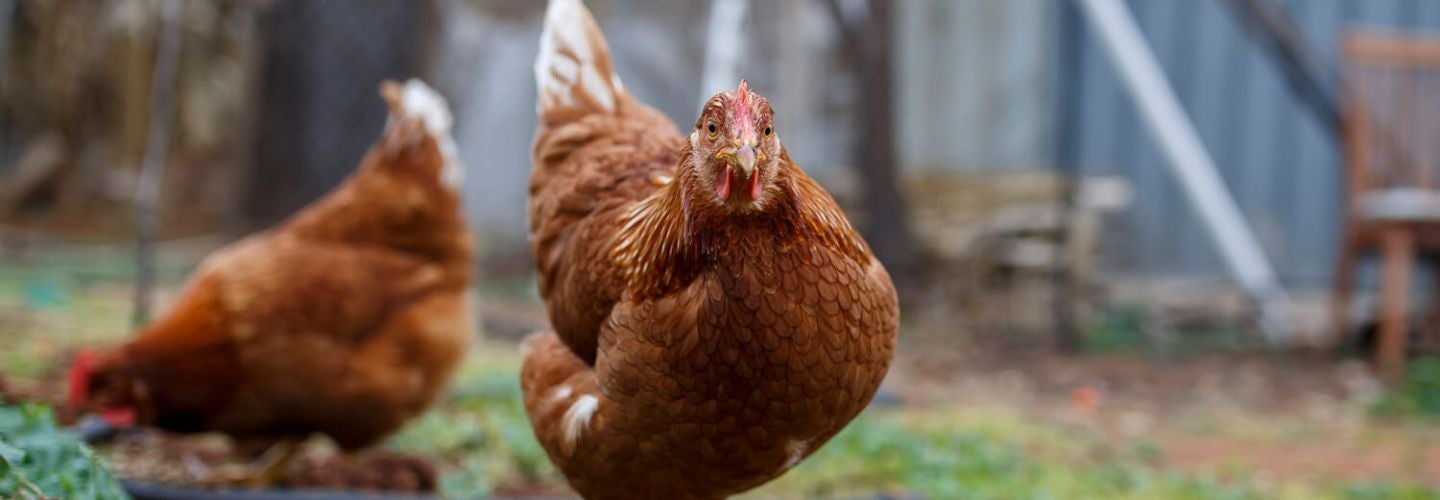 two chickens are standing in the grass