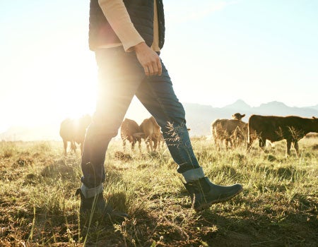 Person Walking With Cows