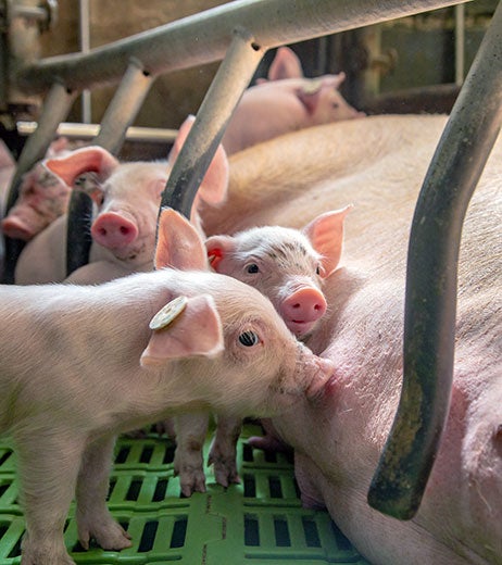 Piglets