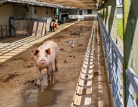 Pigs