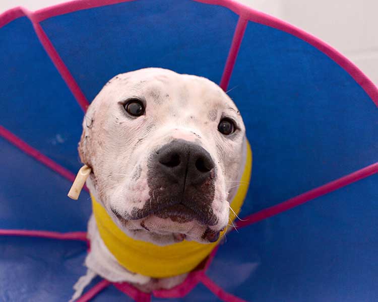 Pit Bull