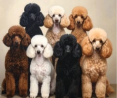An AI generated image of poodles sitting next to each other. 
