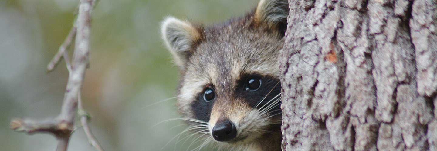 Raccon
