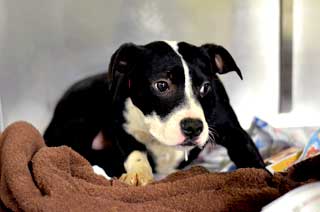 Shelter Medicine Puppy