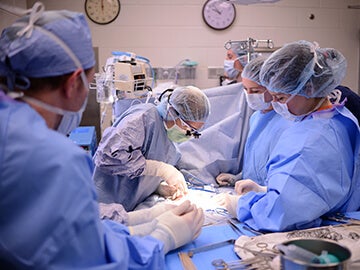 Shelter Surgery