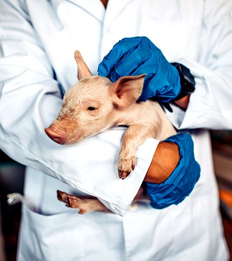 Staff Holding Piglet