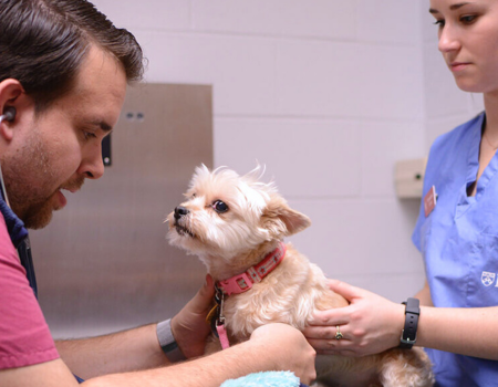 a vet examines a small dog at a veterinary clinic