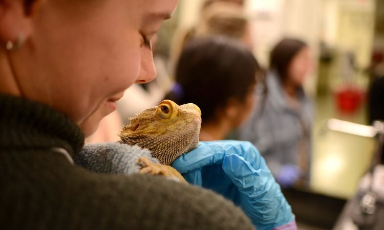 a person holding a bearded lizard in their hands