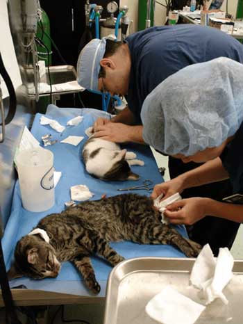 Students Shelter Medicine