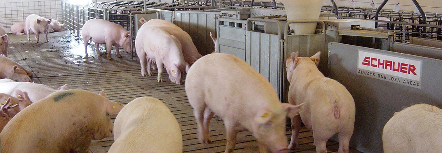 Swine Electronic Feeding Pens