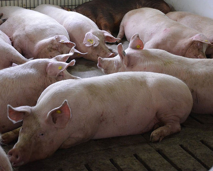 Swine ESF Group