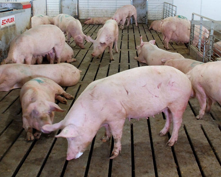 Swine Slat