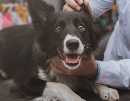 a person in a lab coat is petting a black and white dog